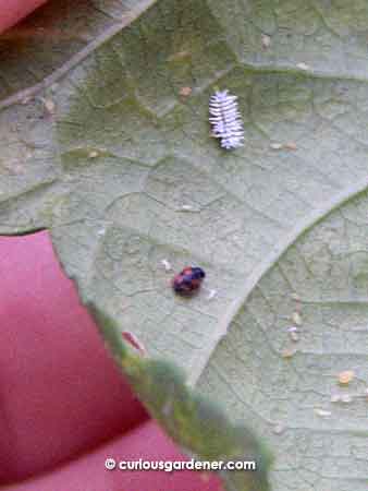 See that weird white spiky looking thing? That's the scymnus ladybug in its larva stage. Don't kill them!