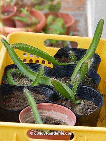 4 month old dragonfruit plants grown from seed.