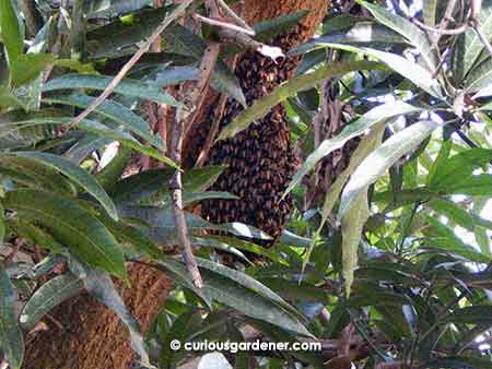 Looks scary, doesn't it? Beehive under construction on our mango tree.