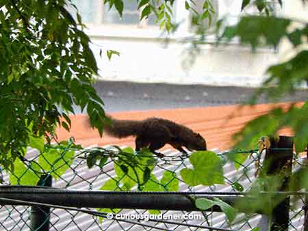 The squirrel scampering along the top of the chain link fence.