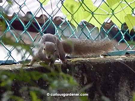 Running along the wall and looking for a likely place to get up to the curry leaf tree above.