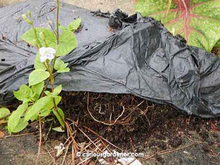 Nice, crumbly black compost made from just leaving the plant matter in the black garbage bag for a few weeks!