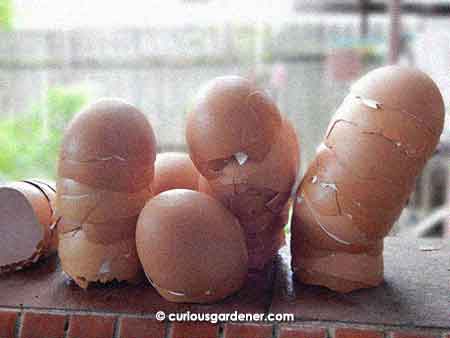 Eggshells washed then dried in the sun, waiting to be recycled.