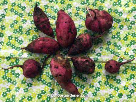 Our first, surprise sweet potato harvest!