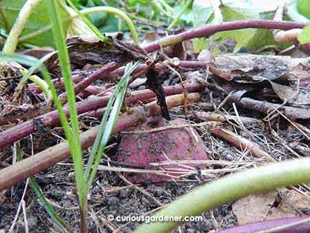 Peekaboo! A sweet potato making us aware of its presence in the lawn!