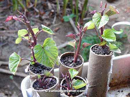 Some of the sweet potato slips growing more roots before getting planted out.