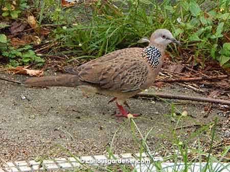 Remember the baby dove I discovered last New Year's day? Here it is, all grown up!