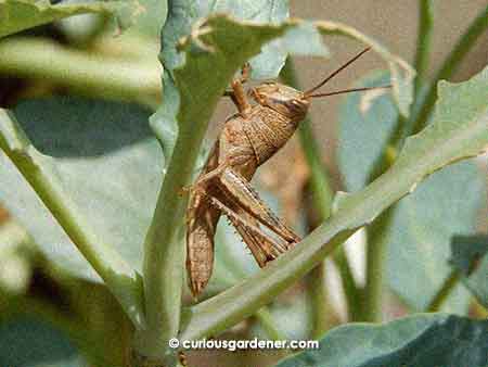 A brown grasshopper decided to munch on the Chinese kale. I decided it needed to go away...