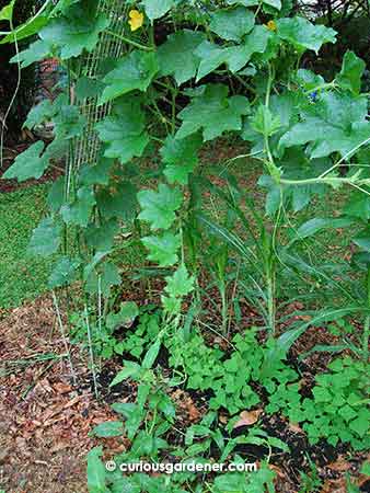 A guild of beans, kangkong, corn and marrow vine. The marrow outlasted them all!