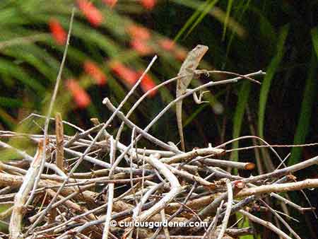 The Oriental garden lizards make me laugh because they find the most interesting places to sun themselves!