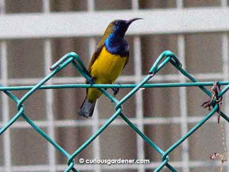 The male sunbird with his bold black bib.