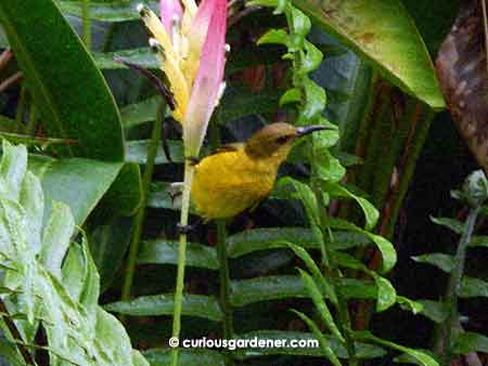 The female sunbird searching for nectar among the heliconia flowers.