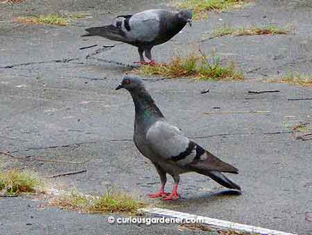 Uncommon visitors in our garden, some pigeons dropped by after the rain stopped in the afternoon.