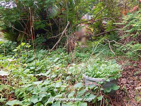 Yes, it looks scarily messy and overgrown, but those sweet potato vines are shading the ground mightily well, surrounded by trees on three sides. None of them are watered by us. You can call this a natural system based on nature.