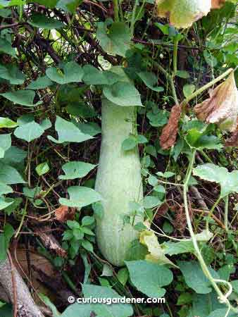 Another whopper of a marrow growing. The vine starts somewhere in the middle of the sweet potato patch and is only watered by Mother Nature.