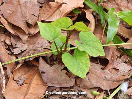 Sweet potato plant popping up from under the thick layer of mulch.