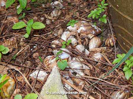 Abandoned or discarded snail shells.