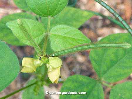 Mung bean flowers and pods.