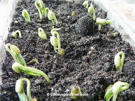 A little forest of germinating mung beans.