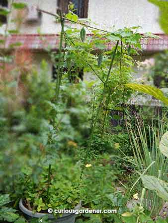 It's a bit overgrown in there but that's the new snake gourd trellis...