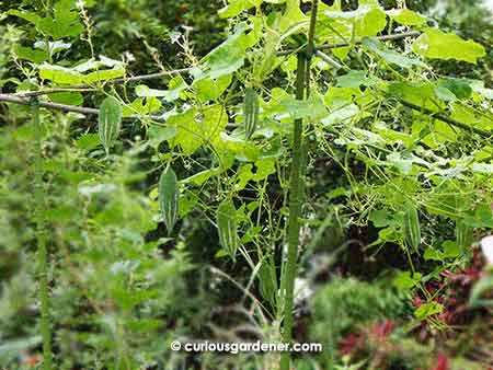 The ever so productive short snake gourd vines...