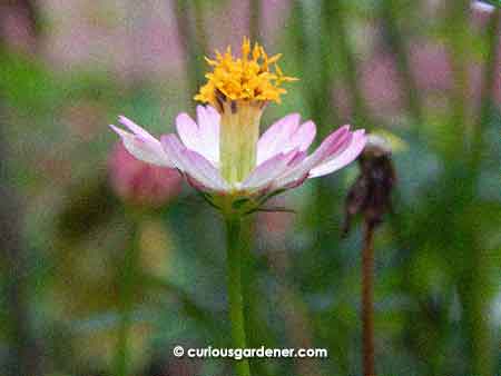 Side view of the ulam raja flower