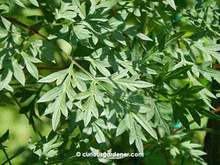 Ulam raja leaves - typical of the cosmos plants