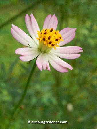 Cosmos caudatus flower