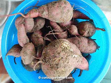 Almost 3kg from this sweet potato harvest