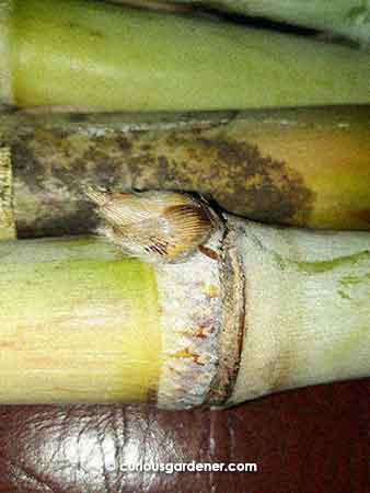 A bud above a growth ring. Roots will grow out from below the brown ring.