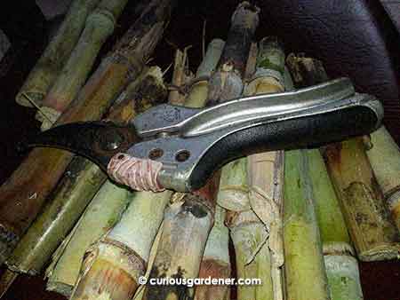 Sugarcane stems being prepared for planting