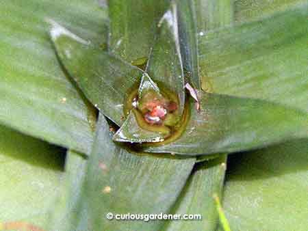 First sign that it's time for the pineapple to start developing the fruit - you see the shade of pink starting to show in the centre.