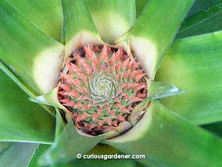 Three weeks in and you see more pink bromeliad leaves emerging.