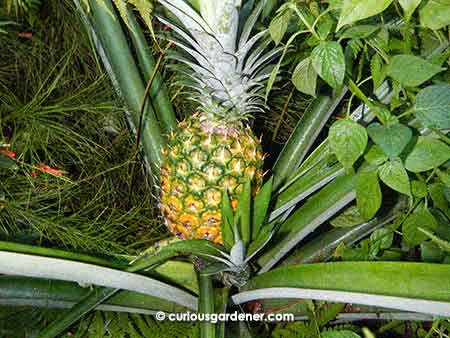 Week 17 and the fruit is ripening.