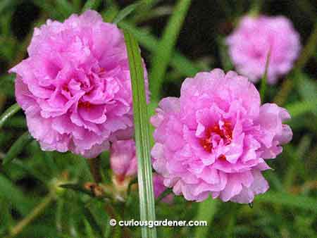 Happy portulaca flowers!