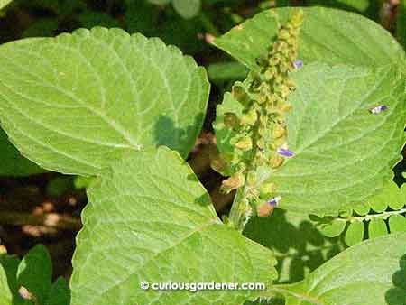 Green Coleus "canina"