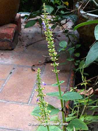 Check out the length of those flower spikes ...then imagine the number of seeds being produced!