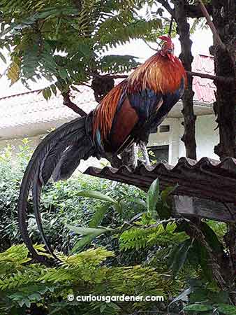 Our almost-resident rooster on one of his favourite perches.