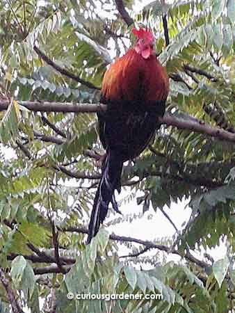 The rooster perched up in the belimbing tree late in the evening as he settles in for the night. Yup, he sleeps up in trees!