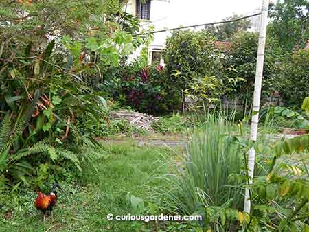 You can't see it that clearly, but the bittergoud plant starts just behind the rooster - up the poles, the across to the right to the taller white pole. The second white pole is out of frame.