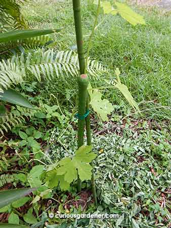 The bittergourd plant that sprouted in the undergrowth beneath a peacock flower tree, now protected by a pair of poles.
