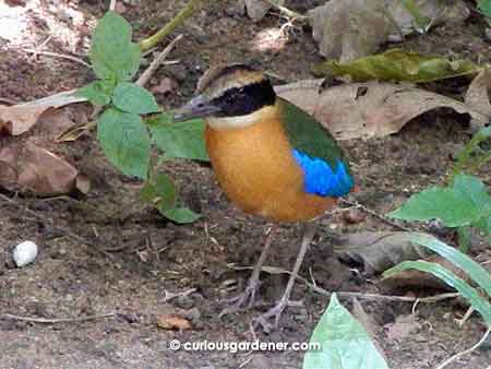 The Blue-winged Pitta