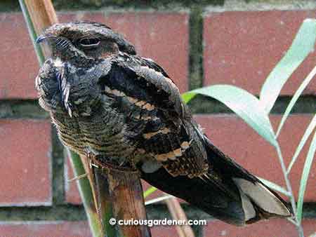 Long-tailed Nightjar