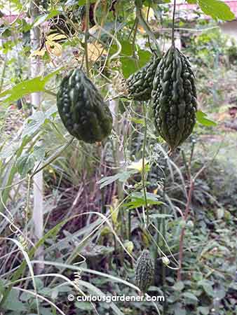 Just one of several clusters of bittergourds on the plant.