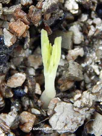 Germination in progress... our first moringa plant!