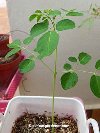 Ready for a bigger home now, the moringa plant is almost two weeks old here.