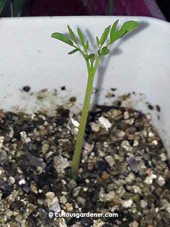 First leaves of the moringa plant.