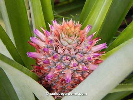 I can't get over how cute a baby pineapple looks with those purple flowers! This is the ratoon fruit.