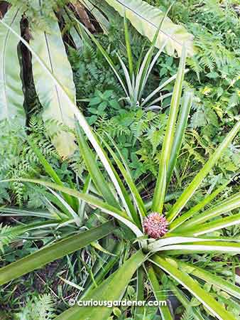 Ratoon fruit in the foreground, with the likely rooted sucker next to it. The detached sucker is in the background. I guess this is going to be a pineapple bed.