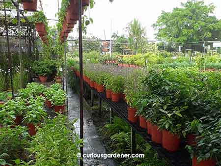 Rows of basil plants.